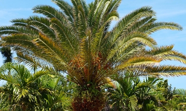 palmiye ve benzer sade